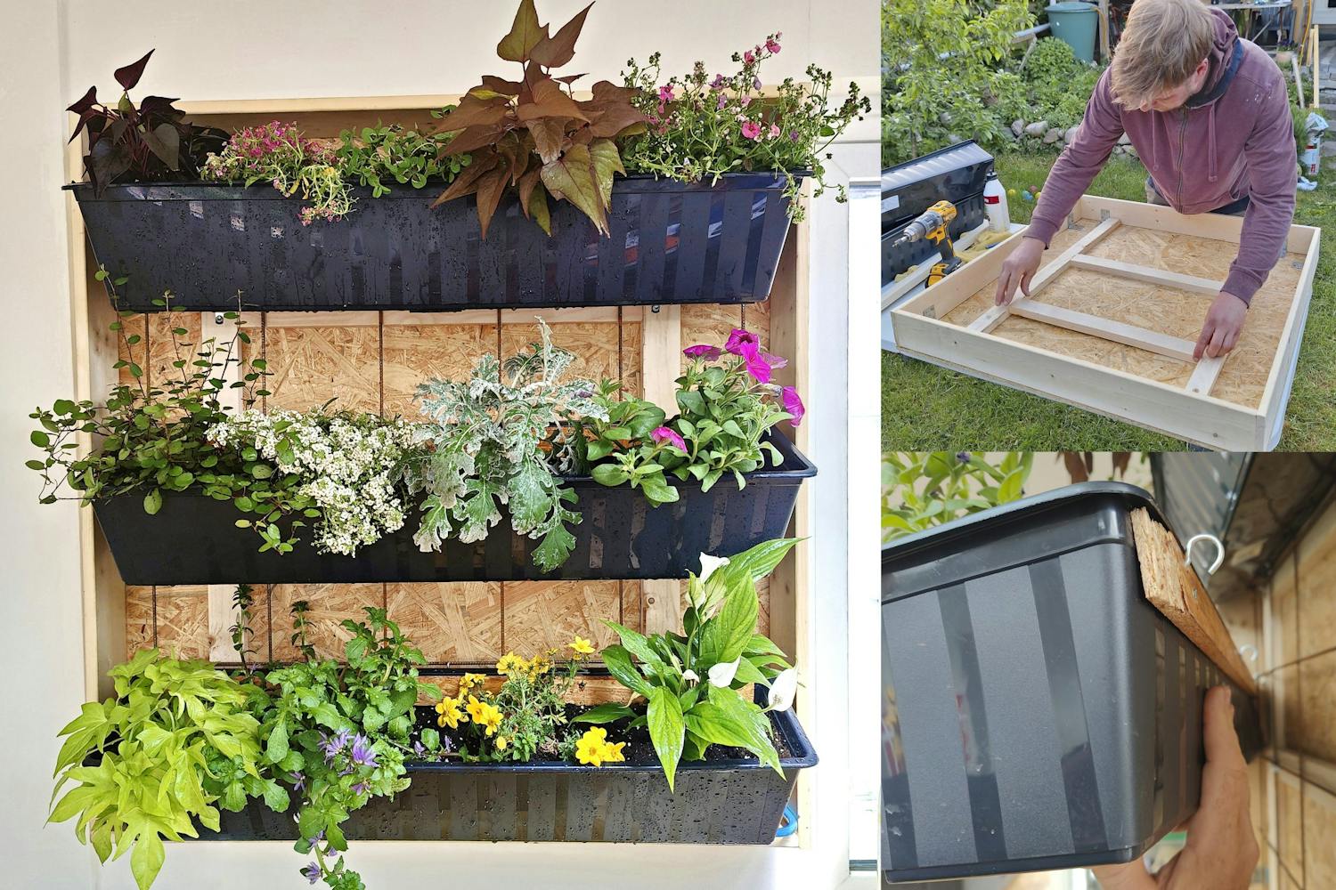 Plantevæg Vertikal have